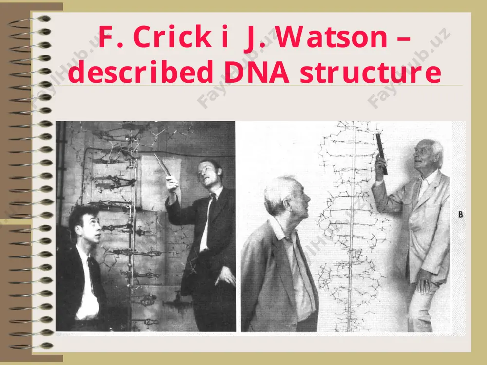 and inactivates it, transposons have a major role in causing deletions, duplications, and inversions of dna segments as well as fusions between replicons. in medically important bacteria, genes that determine production of adherence antigens, toxins, or other virulence factors, or specify resistance to one or more antibiotics, are often located in complex transposons. well-known examples of complex transposons are tn5 and tn10, which determine resistance to kanamycin and tetracycline, respectively. mutation is a stable, heritable change in the genomic nucleotide sequence * how do mutations occur? spontaneous mutations - arise occasionally in all cells; are often the result of errors in dna replication (random changes) frequency of naturally occurring (spontaneous) mutation varies from 10-6 to 10-9 (avg = 10-8) this means that if a bacterial population increases from 108 to 2 x 108, on the average, one mutant will be produced for the gene in question. induced mutations - arise …