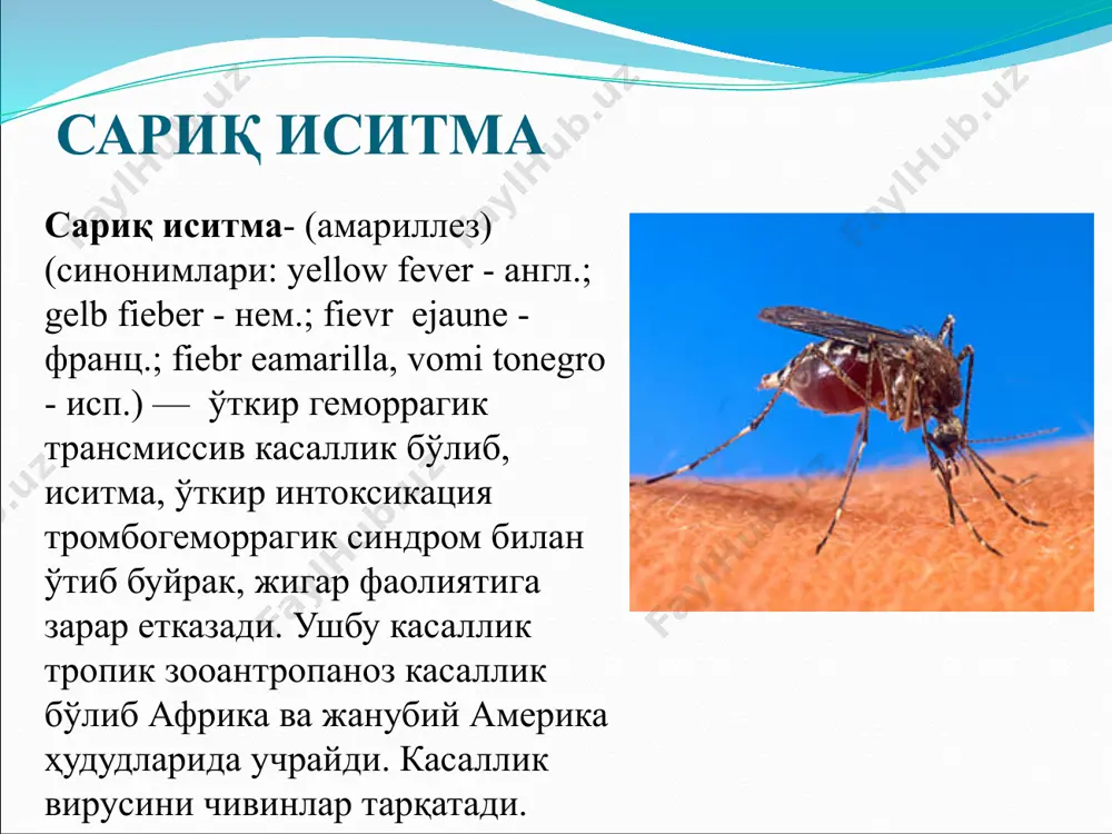 қолган 13 давлат аҳолиси лотин америкасига тўғри келади. жумладан боливия, бразилия, колумбия, перу ва эквадор ҳудудлари ушбу касаллик вирусининг тарқалиши бўйича юқори ҳавфли ҳудудларга киради. ҳар йили дунёда аҳоли орасида сариқ иситма билан касалланиш холатлари 200 000 атрофида рўйхатга олинса шулардан 30 000 га яқини ўлим билан тугайди. баъзида касаллик вирусидан озод ҳудудларга сариқ иситма вирусининг келиб қолиш холатлари учраб туради. аммо ханузгача ушбу вируснинг осиё давлатларига келиб қолиш холатлари учрамаган. сариқ иситманинг тарқалиш ҳудудлари этиологияси сариқ иситма қўзғатувчиси- рнк сақловчи вирус viscerophilustropicus тур flavivirus оиласи flaviviridae. вирус диаметри- 17-25 нм. япон энцефалити ва денге иситмаси вируси антигени билан ўхшаш. маймун, оқ сичқон ва денгиз чўчқаси учун патоген хисобланади. музлатилган холатда бир йилдан ортиқ мобайнида сақланишиб, 60°с хароратда 10 дақиқа ичида фаолланади. ультрабинафша нур, эфир, хлор сақловчи препаратлар таъсирида тезда ўлади. эпизоотологияси ва эпидемиологияси хар йили дунёда 200 мингга яқин одам сариқ иситма билан касалланади ва улардан 30 минг атрофида …