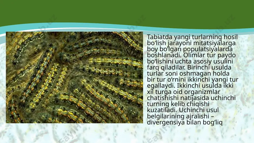 rdagi irsiy o‘zgarishlar, yashash uchun kurash va tabiiy tanlanish natijasida asta-sekin populatsiyalardagi gen tarkibida farq paydo bo‘la boshlaydi. bu jarayon yangi tur hosil bo‘lishiga olib keladi. qirg‘ovullarning xiva, yettisoy, murg‘ob, kavkaz, manjur, yapon kenja turlari xuddi shu yo‘l bilan kelib chiqqan. galapagos orollaridagi tog‘ vyuroklari ham har bir orolda o‘ziga xos ko‘rinishga ega ekanligi geografi k alohidalanish natijasidir simpatrik yo‘nalishda tur paydo bo‘lishi ajdod tur areali doirasida alohidalanish sodir bo‘lishi bilan bog‘liq. alohidalashgan populatsiyalar ajdod tur bilan bir arealda tarqalgan bo‘ladi. odatda alohidalashgan individlar guruhi ajdod tur vakillaridan urchish muddati yoki yashash joyi, yoxud jinsiy jihatdan farq qilishi bilan ajralib turadi. ekologik alohidalanish natijasida umumiy areal doirasida chittaklarning 5 turi kelib chiqqan. katta chittak bog‘larda yirik hasharotlar bilan, moskovka chittagi hasharotlar tu xumlari va qurtlari bilan, lazorevka chittagi daraxt, butalar po‘stlog‘i orasidagi mayda hasharotlar bilan, kokilchali chittak esa o‘simlik urug‘lari bilan oziqlanadi. xromosoma va genom mutatsiyalari, duragaylash natijasida yangi tur …