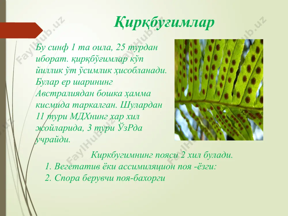 қирққулоксимонлилар. юксак ўсимликлар эволюцияси. очик уруғлилар - Page 4