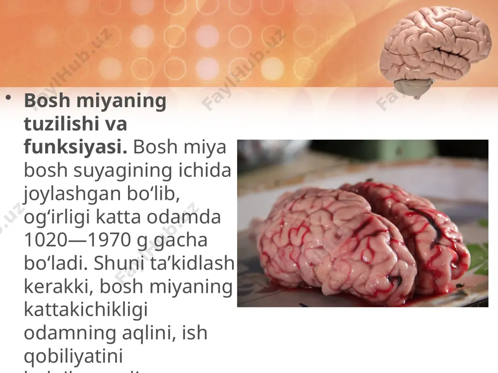 ya po‘stlog‘ida 14—16 mlrd atrofida nerv hujayralari joylashgan. qizig‘i shundaki, miya po‘stlog‘i pushtalarining soni barcha odamda deyarli bir xil, lekin ularning tuzilishi bamisoli qo‘l kafti chiziqlari singari xilma-xil bo‘ladi. agar miya po‘stlog‘ining pushta va egatlari yozib tekislansa, uning umumiy sathi 1468—1670 sm2 ni tashkil qiladi. miya katta yarimsharlari peshana, chakka, tepa, ensa qismlariga bo‘linadi. bosh miya katta yarimsharlari po‘stlog‘i mikroskopda tekshirilganda, undagi nerv hujayralari olti qavat bo‘lib joylashganligi aniqlangan. bosh miya katta yarimsharlari po‘stlog‘ining turli qismlarida joylashgan nerv hujayralarining po‘stloq sathi funksiyasiga ko‘ra, uchta zonaga bo‘linadi: sezish, harakat va assotsiativ zonalar. sezish zonalarida joylashgan nerv hujayralari to‘plami odam tanasining barcha sezgi organlarining oliy markazi hisoblanadi. bu markazlar teri, ko‘rish, eshitish, hid va ta’m bilish kabi sezgi organlari retseptorlaridan impuls qabul qiladi. bosh miya katta yarimsharlari po‘stlog‘ining harakat zonalaridagi nerv hujayralari to‘plami muskullar, paylar, bo‘g‘imlar, suyaklarning retseptorlaridan impuls qabul qilib, odam tanasining barcha qismlari harakatini boshqaruvchi oliy nerv markazi vazifasini bajaradi. …