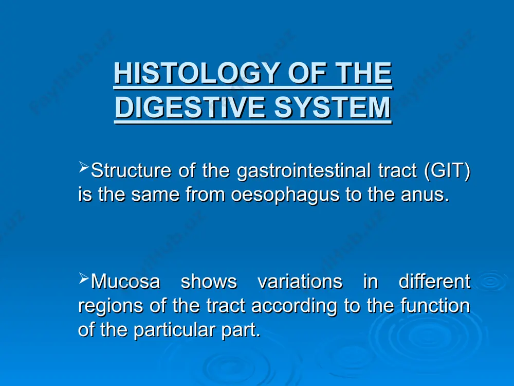 e eosinophilic cytoplasm and central nucleus. they secrete hcl and intrinsic factor necessary for absorption of vit. b12. d) chief cells, peptic or zymogenic cells: they are found near the base of the gland. they show basophilic cytoplasm and basally located nuclei. these are secreting pepsin. e) neuroendocrine cells: they are also seen near the base of the gland. they secrete serotonin. f) stem cells: they are seen near the neck of the gland. fundic gland region chief cells muscularis propria shows three layers inner most oblique, middle circular and outer longitudinal. glands of the pylorus secrete mucous. muscularis propria small intestine: is the principal site for digestion and absorption of the product of digestive tract. four factors provide an enormous surface area to achieve this function. great length of small intestine. mucosa and submucosa form fold called plica circularis. mucosa shows finger like processes called villi between the bases …