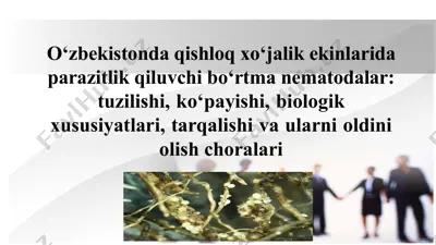 bo‘rtma nematodalar — PPTX