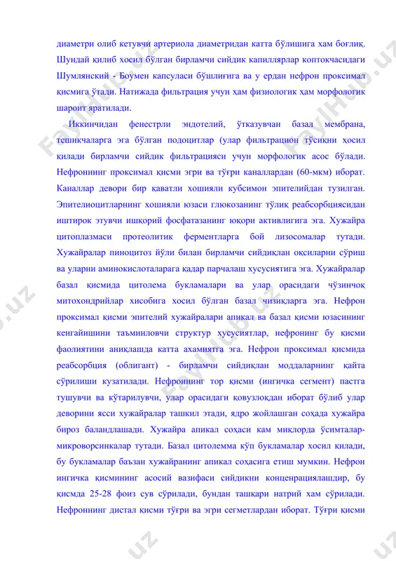 олемма кўп букламалар хосил қилади, бу букламалар баъзан хужайранинг апикал соҳасига етиш мумкин. нефрон ингичка қисмининг асосий вазифаси сийдикни конценрациялашдир, бу қисмда 25-28 фоиз сув сўрилади, бундан ташқари натрий хам сўрилади. нефроннинг дистал қисми тўғри ва эгри сегметлардан иборат. тўғри қисми қовузлоқнинг кўтарилувчи тўғри ва эгри сегментлардан иборат. тўғри қисми қовузлоқнинг кўтарилувчи тўғри сохасидан бошланади ва девори баланд кубсимон эпителий хужайралардан тузилган (30 мкм). бу хужайраларга ядро жойлашган соҳанинг губазсимон кўтарилиб туриши хосдир. апикал юзада микроворсинкалар бўлиб, улар нотекис жойлашадилар. латерал ва базал қисми цитолемма букламаларни тутади. хужайрада апикал-базал йўналган митохондрийлар жуда кўп учрайди. эгри канал эпителийси паст цилиндирсимон шаклга эга ва тузилишига кўра тўғри қисм эпителийсига жуда ўхшайди. апикал қисми кўплаб микроворсинкаларга эга. базал цитолеммада букламалар яхши шаклланган лекин улар аниқ йўналишга эга бўлмайди. нефрон дистал қисмида асосан қондаги натрий концентрациясига боғлиқ ҳолда натрийнинг факультатив реабсорбацияси кузатилади. бундан ташқари дистал қисмида калий, кальций, магний ва 10 фоиэгача сув қайта …
