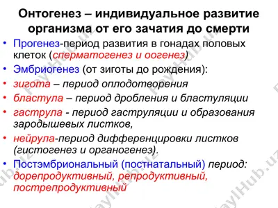 онтогенез — PPT
