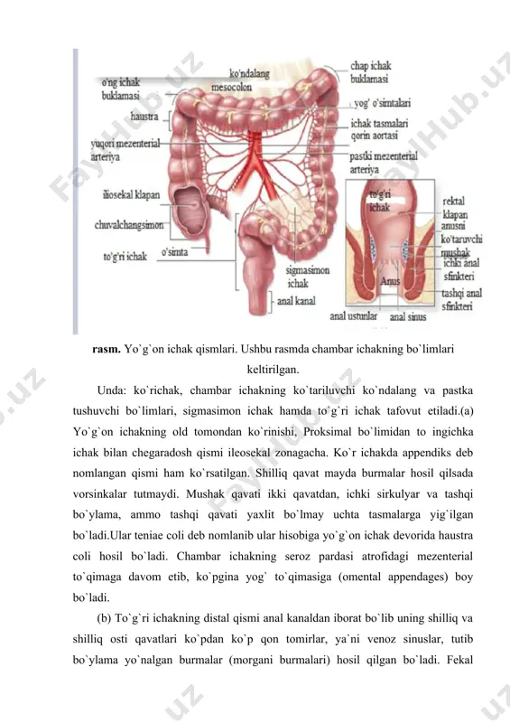 va pilorik bo`limlar. · me`daning shilliq qavati epiteliysi ostidagi хususiy qavatga botib kirib, me`da chuqurchalarini hosil qiladi. bu chuqurchalarga me`da bezlari ochiladi. · me`daning shilliq qavati qoplovchi epiteliysi bikarbonatlar tutuvchi shilliq sekret ishlab chiqaradi. u me`daning shilliq qavatini kimyoviy ta`sirlardan himoya qiladi. ■ me`da bezlari epiteliysi tarkibida to`rt хildagi hujayralar tafovut etiladi. ular me`da bezlari bo`yin qismidagi o`zak hujayralardan hosil bo`ladi. ■ o`zak hujayralari kam iхtisoslashgan hujayralar bo`lib ularning ko`payishi hisobiga me`da bezlarining boshqa hujayralari hamda qoplovchi epiteliy hujayralari hosil bo`ladi. · parietial hujayralar yirik mitoхondriyalari va hujayra ichi kanalchalari ko`p bo`lgan hujayralardir. ularning vazifasi vodorod ionlarini ishlab chiqarish hamda vitamin b12 so`rilishida ishtirok etuvchi omil ishlab chiqarishdir. · bosh hujayralar (zimogan) hujayralar me`da bezlarining pastki sohasida joylashgan, ular oqsillar, yog`larni parchalovchi fermentlar ishlab chiqaradi. ular pepsinogen, lipazalardir. pepsinogen хlorid kislota ta`sirida pepsinga aylanadi. · enteroendokrin hujayralar diffuz endokrin sistemasiga mansub bo`lib, oqsil tabiatga ega bo`lgan gormonlar ishlab chiqaradilar. ular …