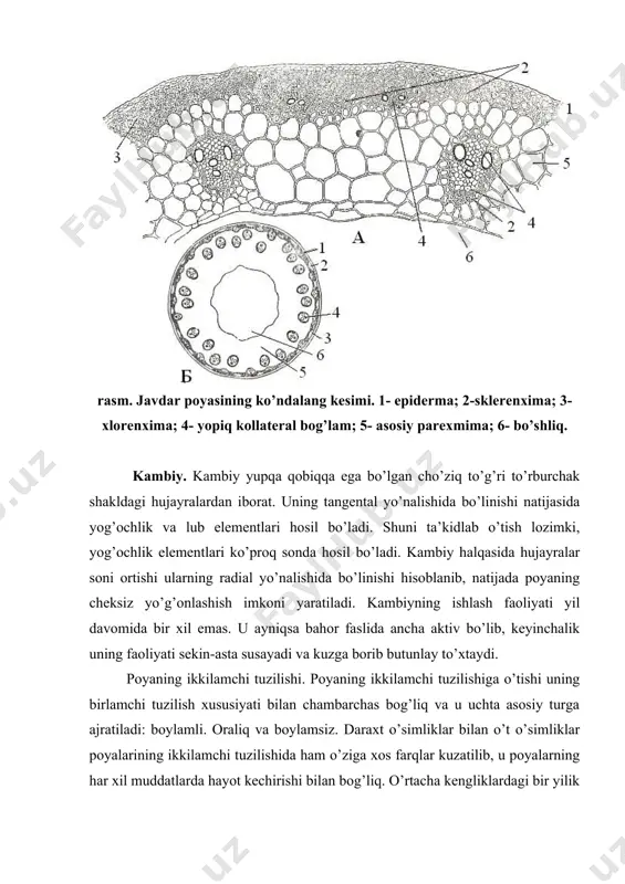 kllangan tuzilishi; i.1-prokambiy;2-epiderma qoldiqlari; 3-po’kak; 4-kollenxima; 5-po’stloq parenximasi; 6-endoderma; 7-peritsiklik zona; 8-birlamchi flozma; 9-lub tolalari; 10-elaksimon naylar; 11-o’zak nur; 12-kambiy; 13-kuzgi yog’ochlik; 14-bahorki yog’ochlik; 15-ikkilamchi yog’ochlik; 16-birlamchi yog’ochlik. boylamli tur. bunday tuzilish poyaning birlamchi tuzilishida bir-biridan ajralgan o’tkazuvchi boylamlarga ega bo’lgan o’simliklar sebarga, tok uchun xosdir. ikkilamchi tuzilishga o’tishda kambiy ikkilamchi yog’ochlik va ikkilamchi lublarni hosil qiladi. o’tkazuvchi boylamlarni bir-biridan ajratib turuvchi asosiy to’qima hujayralari boylamlararo kambiyni hosil qiladi. u o’z navbatida o’zak nurlari parenximasiga ajraladi. shuning uchun ham yaxlit kambiy halqasi hosil bo’lishiga qaramay o’tkazuvchi boylailar ikkilamchi tuzilishida ajralgan holda qoladi. ba’zi o’simliklarda boylamlararo kambiy ancha sust rivojlangan. oraliq tur. bu ham dastlab ajralgan boylamlarga ega bo’lgan poyali o’simliklar uchun xarakterli bo’lib, keyinchalik boylamli kambiyning faollik ko’rsatishi hisobiga yaxlit kambiy halqasi vujudga keladi. oraliq turning muhim xususiyati shundan iboratki, bunda ikkilamchi yog’ochlik va ikkilamchi lublar faqat boylamli kambiydan emas, balki boylamlararo kambiydan hosil bo’ladi. bu o’z navbatida yangi ikkilamchi …