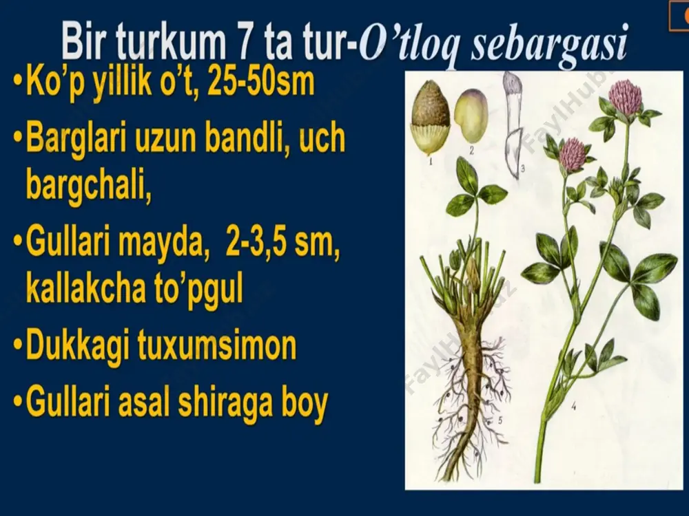 "burchoqdoshlar, ituzumdoshlar va tokdoshlar" - Page 5