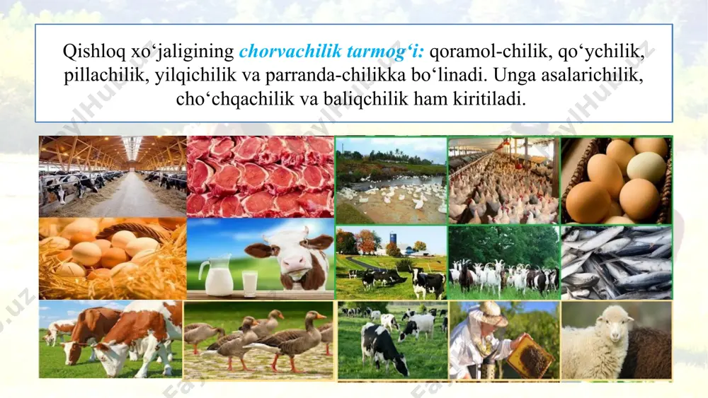 uya boqiladi. tuyadan ishchi hayvon sifatida foydalaniladi, shuningdek, ulardan jun, sut olinadi. baqtriya tuyasi dromedar tuyasi pillachilik ham mamlakatimiz qishloq xo‘jaligining eng qadimgi tarmoqlaridan biri bo‘lib, paxtachilik bilan bog‘liq. ipak qurtining ozuqasi – tut daraxti paxta paykallari chekkalarida, ariq va kanallar hamda yo‘l yoqalarida o‘stiriladi. tut daraxti g‘o‘zani kuchli shamoldan, ariq va kanallar qirg‘og‘ini yuvilishdan saqlaydi. pillachilikning paxtachilik bilan bog‘liqligi shu bilangina cheklanmaydi. ma’lumki, ipak qurti aprel–may oylarida boqiladi. bu vaqtda paxtachilikda ishlar kamayib, bo‘shagan ishchi kuchidan qurt boqishda foydalaniladi. parrandachilik inkubator stansiyalari, go‘sht va tuxum yetishtirishga ixtisoslashgan parrandachilik fermalarida tashkil etilgan. toshkent, buxoro va xorazm viloyatlarida, qoraqal-pog‘iston respublikasining ko‘l va suv omborlarida baliq urchitilmoqda hamda suv parranda fermalari tashkil etilmoqda. suv havzalarida, daryo bo‘ylarida qimmatbaho mo‘ynali kichik hayvonlar – nutriya va ondatra qo‘riqxonalari tashkil etilgan. nutriya ondatra 1. chorvachilikning qaysi tarmoqlarini bilasiz? 2. o‘zbekistonning qaysi hududlarida, asosan, qoramol boqiladi? 3. pillachilik va parrandachilik qayerlarda rivojlanmoqda? 4. siz yashab turgan …