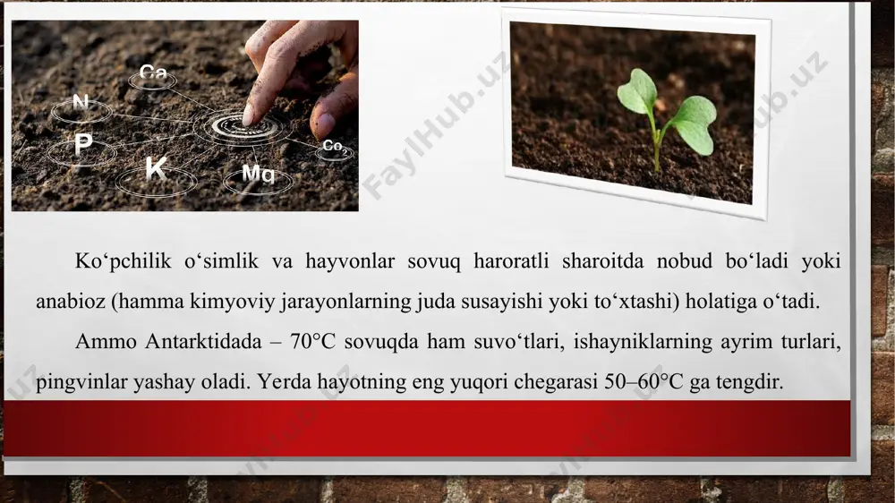 otopigmentlar orqali o‘zlashtiradi. to‘lqin uzunligi 0,75 mkm dan yuqori bo‘lgan infraqizil nurlarni odam ko‘zi ilg‘amaydi, ular tirik organizmlar qabul qiladigan quyosh energiyasining 49 foizga yaqinini ashkil qiladi. infraqizil nurlar asosiy issiqlik manbayidir. tik tushadigan quyosh nurlari tarkibida ular, ayniqsa, ko‘p bo‘ladi. yorug‘likka bo‘lgan talabiga ko‘ra o‘simliklar yorug‘sevar, oyasevar, soyaga chidamlilarga bo‘linadi. yorug‘sevar o‘simliklar yaxshi yorug‘lik tushadigan ochiq joylardagina rivojlana oladi. ularda fotosintez jarayoni jadal kechadi. cho‘llarda dala cho‘llarda o‘sadigan yovvoyi piyozlar, lolalar shular qatoriga kiradi. soyasevar o‘simliklar sa aksincha, kuchli yorug‘likni yoqtirmaydi, doimiy soya oylarda o‘sadi. bunday simliklarga o‘rmonlarda o‘sadigan aporotniklar, moxlar kiradi.