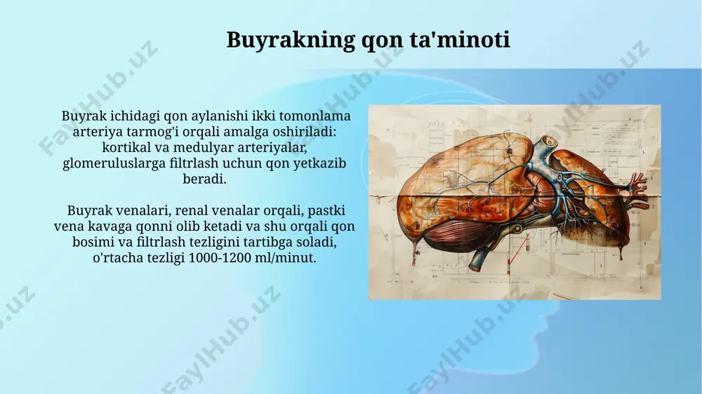buyrak anatomiyasining normal tasviri buyrakning o'rtacha uzunligi 10-12 sm, kengligi 5-6 sm va qalinligi 3-4 sm ni tashkil etadi, uning og'irligi esa taxminan 120-150 grammni tashkil qiladi. buyrak ikkita qatlamdan: tashqi qismi – korteks va ichki qismi – medulladan iborat bo'lib, ular nefron deb ataluvchi filtrlovchi birliklarga ega. buyrakning segmental anatomiyasi buyrakning 5 ta asosiy segmenti (yuqori va pastki oldingi, yuqori va pastki orqa, va o'rta segmentlar) arterial va venalar tomonidan ta'minlanadi, bu segmental rezeksiyalarni amalga oshirishda muhim ahamiyatga ega. buyrak segmentlarining soni va o'lchamlari individual farq qilishi mumkin, ammo ularning umumiy topografik joylashuvi nisbatan doimiy bo'lib qoladi. buyrak anomaliyalari turlari qo'sh buyraklar, populyatsiyaning taxminan 1% da uchraydigan, ikkita alohida buyrakning mavjudligi bilan tavsiflanadi, ularning har biri o'z siydik yo'llariga ega bo'lishi mumkin. atrof buyraklar (ektopik buyraklar) buyrakning odatdagi joyidan pastga tushib qolishi bilan tavsiflanadi, bu holat tug'ilishning taxminan 1/1000 qismida kuzatiladi va siydik yo'llari bilan bog'liq muammolarga olib kelishi …