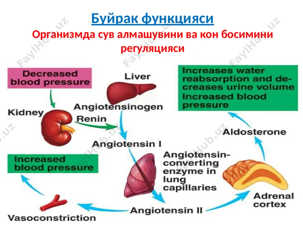 atlar; og'ir jismoniy zo'riqish, yuqori qon bosimi; diuretiklarni qabul qilish donador tsilindrlar (nospetsifik patologik simptom): glomerulonefrit, pielonefrit; diabetik nefropatiya; virusli infektsiya; qo'rg'oshindan zaxarlanish; isitma. mumsimon tsilindrlar: surunkali buyrak etishmovchiligi; buyrak amiloidozi; nefrotik sindrom eritrotsitli tsilindlar (buyrak kasalligi sababli gematuriya): o'tkir glomerulonefrit; buyrak infarkti; buyrak venalari trombozi ; yomon sifatli gipertenziya leykotsitli tsilindrlar ( buyrak kasalligi sababli leykotsituriya: pielonefrit; sistemali qizil bo'richada lyupus-nefrit referens ko'rsatkichlar yo'q. siydikda gialinli tsilindrlar: buyrak kasalliklarida (o'tkir va surunkali glomerulonefrit, pielonefrit, siydik tosh kasalligi, buyrak tuberkulezi, o'smalari); dimlanishli yurak etishmovchiligi; gipertermik xolatlar; og'ir jismoniy zo'riqish, yuqori qon bosimi; diuretiklarni qabul qilish. kalta gialinli tsilindr. 1000x uzun gialinli tsilindr. 400x epitelial tsilindrlar (ko'p uchraydigan): utkir kanalchali nekroz; virusli infektsiya (masalan tsitomegalovirusli); metall og'ir tuzlar bilan zaxarlanish, etilenglikol; salitsilatlar peredozirovkasi; amiloidoz; buyrak transplantanti kuchishi. epitelial tsilindrlar to'plami, 400x some of the questions to ask yourself to measure your risk include: yuqori qon bosimim bormi? qandli diabetmi yoki diabet …