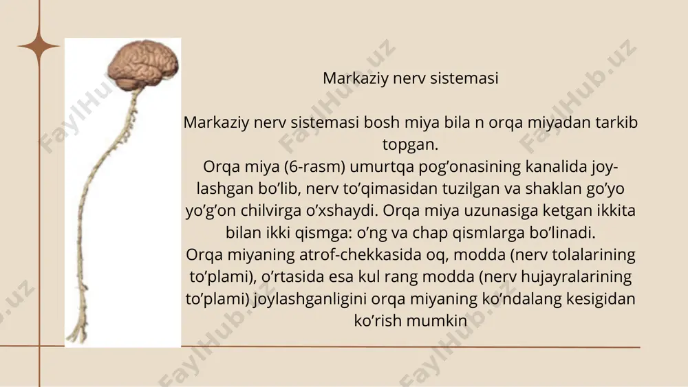 nerv sistemasi va xulq-atvor - Page 3