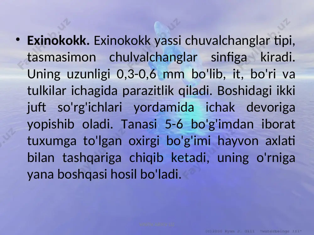 imon chuvalchanglar sinfiga kiradi. uning tuzilishi va hayot kechirishi qoramol tasmasimon chuvalchanginikiga o'xshash bo'lib, voyaga yetgan davrida odam ichagida, lichinkasi cho'chqalar muskulida uchraydi. odam yaxshi pishirilmagan cho'chqa go'shtini iste'mol qilib, parazit finnasini yuqtirad www.arxiv.uz www.arxiv.uz bolalar gijjasi. bu gijja to'garak chuvalchanglar tipiga kiradi. gijja odamlarning, ayniqsa kichik yoshdagi bolalarning ichagida parazitlik qiladi. gijja - oqish rangli, juda mayda (5-10 mm) chuvalchang. bolalar gijjasming urg'ochisi urug'langandan keyin orqa chiqaruv teshigi yaqinida yashay boshlaydi. kechasi orqa chiqaruv teshigi atrofidagi teriga tuxum qo'yadi. bu paytda teri qattiq qichishib, kishini bezovta qiladi. gijjaning tuxumlari iflos qo'l orqali yana ichakka tushib qolsa, qaytadan rivojlana boshlaydi. gijja tuxumlari kasal odamning kiyimi, to'shagi yoki boshqa buyumlari orqali yuqadi www.arxiv.uz www.arxiv.uz bo'rtma nematoda. o'simliklarning yer ostki qismida parazitlik qiladi. kasallangan o'simlik ildizida no'xatdek va undan yirikroq (ba'zan mushtdek) bo'rtmalar hosil bo'ladi. bunday o'simlik o'sish va rivojlanishdan qoladi, uning hosili kamayib ketadi; kuchli zararlangan o'simliklar tez orada halok bo'ladi. …