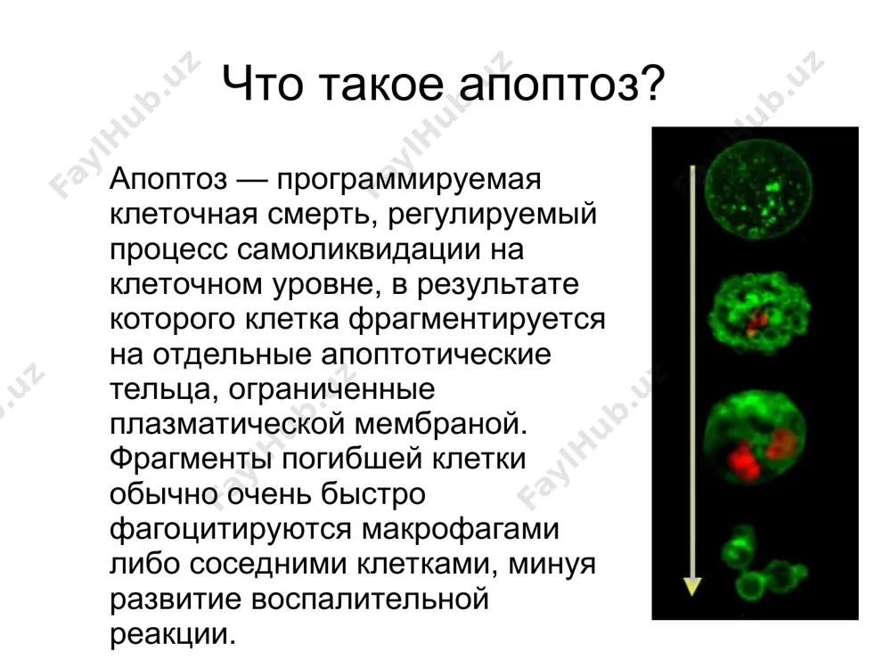 zyi_apoptoza * процесс апоптоза часто начинается с взаимодействия специфических внеклеточных лигандов с рецепторами клеточной гибели, экспрессированными на поверхности клеточной мембраны. рецепторы, воспринимающие сигнал апоптоза, относятся к суперсемейству tnf-рецепторов. наиболее изученными рецепторами смерти, для которых описана и определена роль в апоптозе, являются cd95 и tnfr1. к дополнительным относятся cari, dr3, dr4 и dr5. http://www.muldyr.ru/a/a/apoptoz_-_fazyi_apoptoza рецепторы смерти плазмалемма * внеклеточные участки рецепторов смерти взаимодействуют с тримерами лигандов. тримеры лигандов в результате взаимодействия тримеризуют рецепторы смерти. активированный таким образом рецептор взаимодействует с соответствующим внутриклеточным адаптером. для рецептора cd95 адаптером является fadd. для рецепторов tnfr1 и dr3 адаптером является tradd. http://www.muldyr.ru/a/a/apoptoz_-_fazyi_apoptoza лиганды * адаптер, ассоциированный с рецептором смерти, вступает во взаимодействие с эффекторами — пока ещё неактивными предшественниками протеаз из семейства инициирующих каспаз — с прокаспазами. в результате цепочки взаимодействия «лиганд-рецептор-адаптер-эффектор» формируются агрегаты, в которых происходит активация каспаз. данные агрегаты именуются апоптосомами, апоптозными шаперонами или сигнальными комплексами индуцирующими смерть. рецепторы смерти, адаптеры и эффекторы …