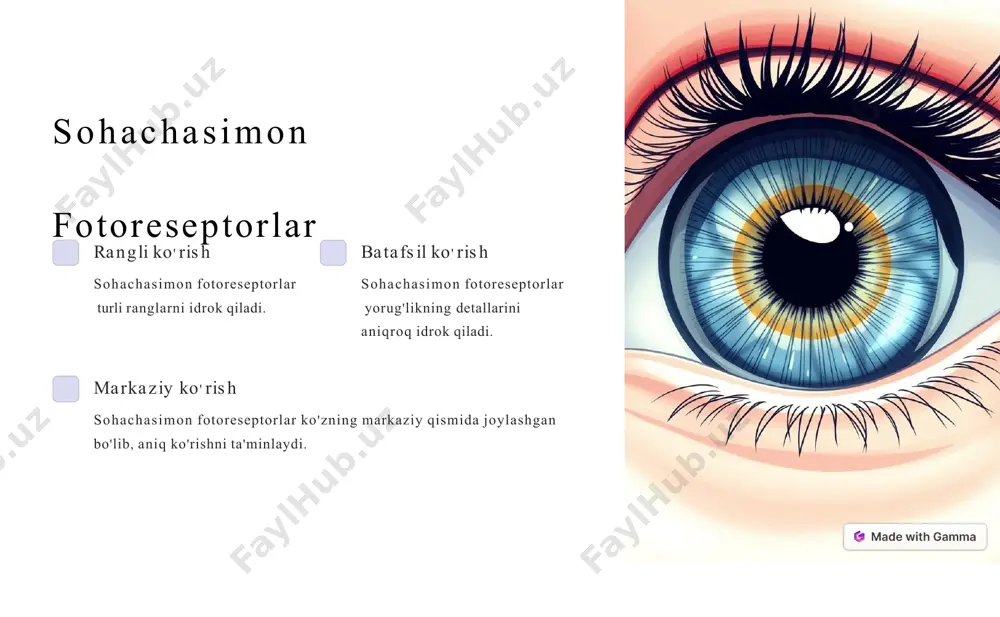 ko'zning fotoreseptorlari marfologik tuzilishi - Page 4