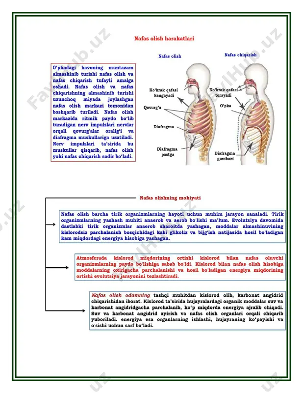 "nafas olish sistemasi" mavzusida tayorlagan bir soatlik dars ishlanmasi - Page 5