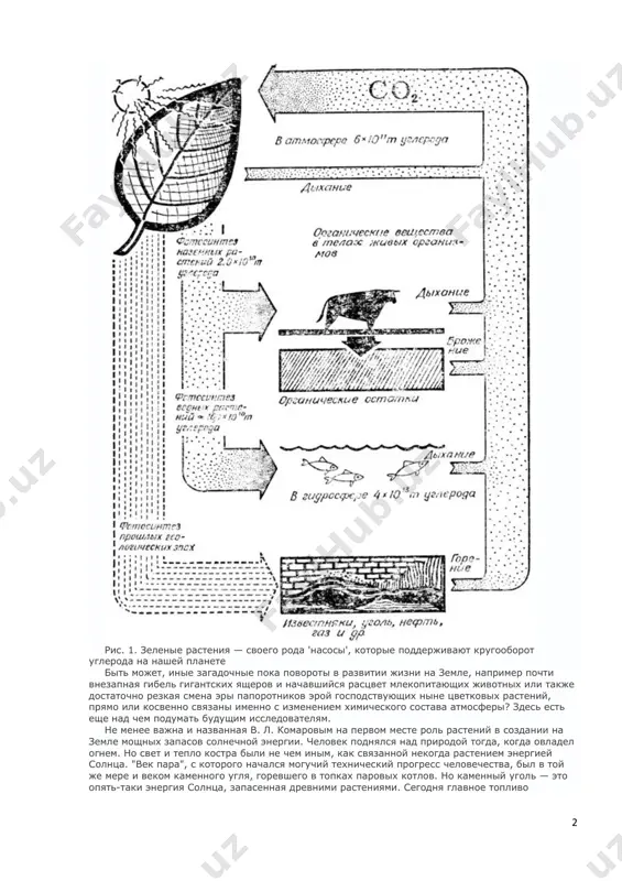 v eroy gospodstvuyushix nine tsvetkovix rasteniy, pryamo ili kosvenno svyazani imenno s izmeneniem ximicheskogo sostava atmosferi? zdes est eshe nad chem podumat budushim issledovatelyam. ne menee vajna i nazvannaya v. l. komarovim na pervom meste rol rasteniy v sozdanii na zemle moshnix zapasov solnechnoy energii. chelovek podnyalsya nad prirodoy togda, kogda ovladel ognem. no svet i teplo kostra bili ne chem inim, kak svyazannoy nekogda rasteniem energiey solntsa. "vek para", s kotorogo nachalsya moguchiy texnicheskiy progress chelovechestva, bil v toy je mere i vekom kamennogo uglya, gorevshego v topkax parovix kotlov. no kamenniy ugol — eto opyat-taki energiya solntsa, zapasennaya drevnimi rasteniyami. segodnya glavnoe toplivo chelovechestva — neft. no i ona, esli verit gipoteze organicheskogo ee proisxojdeniya, obyazana svoim sushestvovaniem zelenomu rasteniyu. vprochem, nine chelovechestvo otkrilo dostup k energii atomnogo yadra — energii, nezavisimoy ot solntsa i poluchaemoy bez posrednichestva zelenix rasteniy. no po-prejnemu tolko zelenie rasteniya mogut sintezirovat — …