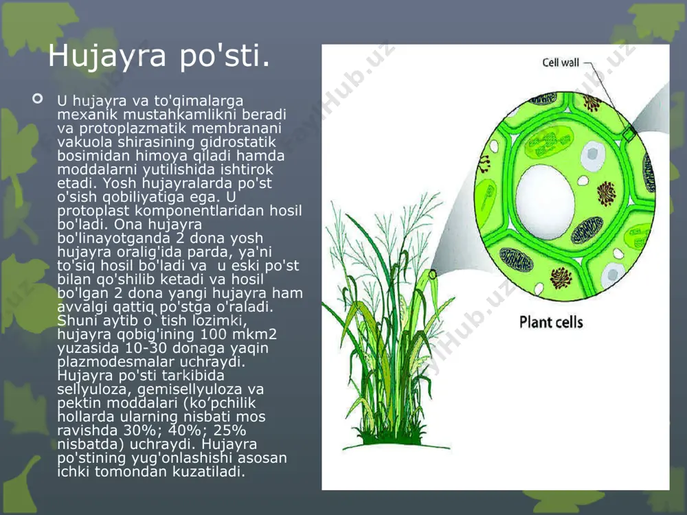 o’simlik hujayrasining tuzilishi va funksiyalari - Page 4