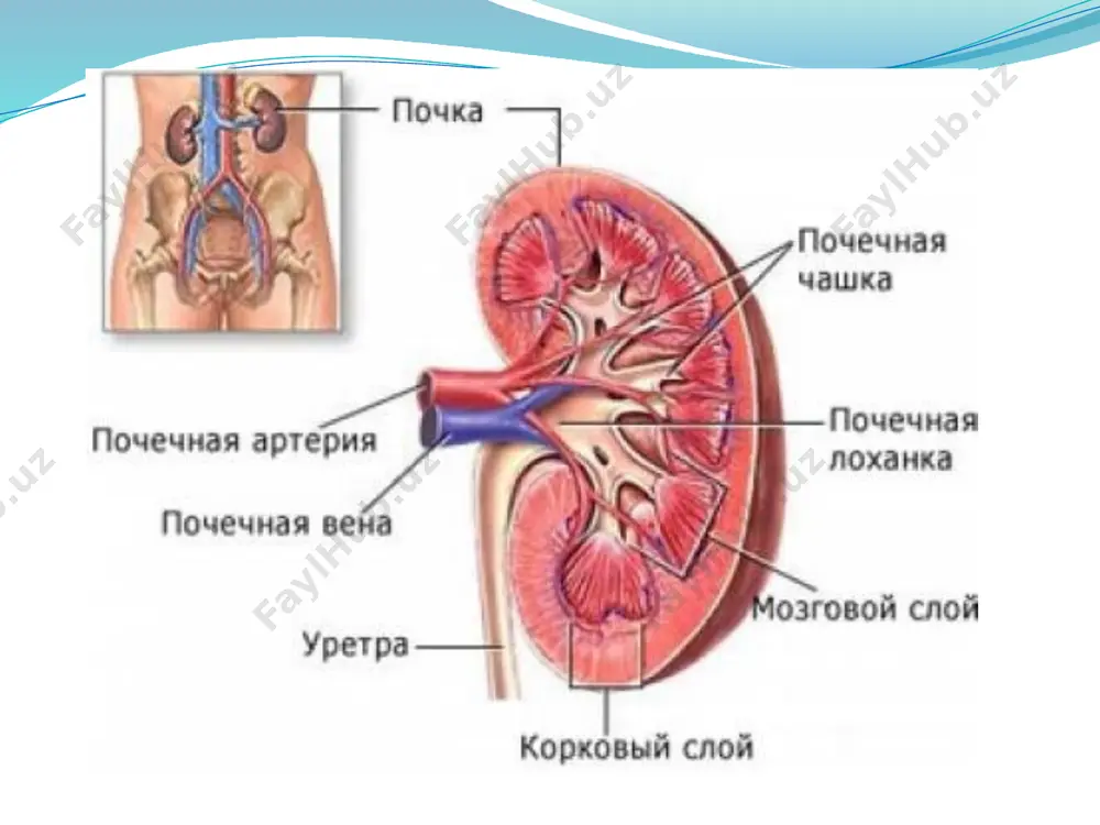 n a’zolarda yallig’lanish kasalliklari (uretrit, sistit, prostatit, appendisit, enterokolit); umumiy kasalliklar (immun tanqisligi, qandli diabet, semizlik); surunkali intoksikasiya (chekish, spirtli ichimliklarni suiste’mol qilish, professional zararli omillar ta’siri); o’tkir pielonefritni o’z vaqtida davolamasilik. surnkali pielonefrit bir yoki ikki tomonlama bo’ladi, lekin buyraklar zararlanish darajasi turlicha bo’ladi. infeksiyaning buyraklarga tushish yo’llari: gematogen – mikrofloraning buyraklarga tushishining eng ko’p kuzatiladigan yo’li. urogen- siydik yo’llari devori orqali moyillik qiluvchi omillar pielonefrit rivojlanishi uchun buyrakka infeksiya tushishining o’zi kifoya qilmaydi. urodinamikaning buzilishi; - turli darajadagi reflyukslar -siydik qopi disfunksiyasi - sfinkter funksional yetishmovchiligi - prostata bezi adenomasi - siydik yo’llari qisqaruvchanlik faoliyati buzilishi - siydik-tosh kasalligi, siydik yo’llari o’sma kasalliklari -nefroptoz -buyraklar anatomik tuzilishi buzilishi -homiladorlik pielonefrit mummosining dolzarbligi kasallikning keng tarqalganligi. kasallikning residivlanishi va avj olishi mumkinligi. arterial gipertoniya va surunkali buyrak yetishmovchiligi rivojlanishi xavfi. pielonefrit surunkali buyrak yetishmovchiligi rivojlanishiga olib keladigan buyrak kasalliklari o’rtasida uchinchi o’rinda turadi. tasnifi bir tomonlama ikki tomonlama yagona …