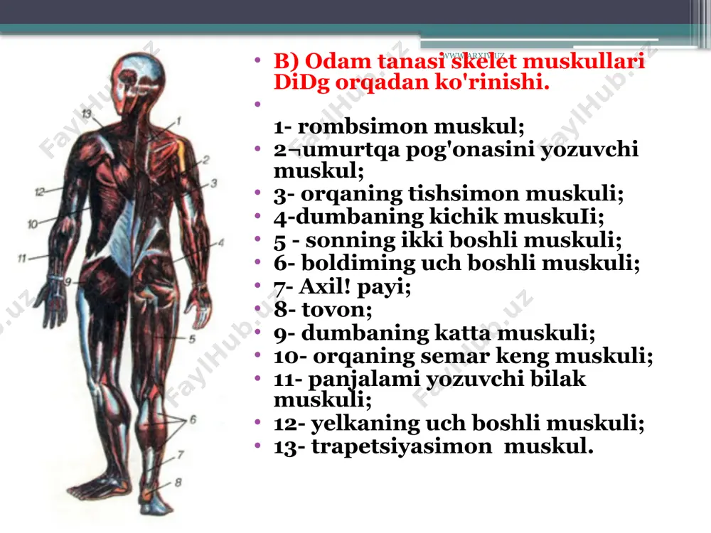 shbl etadi. skelet muskullarining shakli xilma-xil: uzun, kalta, keng, rombsimon, trapetsiyasimon, piramidasimon, uchburchak, tish¬simon, duksimon, patsimon va yarim patsimon ikki boshli, ikki qorinli, tasmasimon, aylana va hokazo bo'ladi . uzun muskullar asosan qo'l va oyoqlarda, kalta muskullar qovurg'alar orasida, keng muskullar ko'krakda, qorin devorlarida, aylana muskullar og'iz, ko'z atrofida joylashgan. har bir muskulning paylardan tashkil topgan bosh va dum qismi bo'ladi. muskul tashqi tomondan biriktiruvchi to'qimadan tuzilgan yupqa parda bilan o'ralgan bo'lib, bu parda fastsiya deb ataladi. fastsiya bilan muskulning paylari orasida harakatni qulaylashtiradigan sinovia! suyuqlik bo'ladi. www.arxiv.uz odam tanasi muskullarining asosiy guruhlari skelet muskullari odam tanasining turli qismlarida quyidagi tartibda joylashgan: bosh, bo'yin, gavda, qo'l va oyoq muskullari. bosh muskullari bajaradigan ishiga ko'ra, chaynash va mimika muskullariga bo'linadi. chaynash muskullariga chakka, xususiy chaynash hamda tashqi va ichki qanotsimon muskullar kiradi. mimika muskullariga ko'zning aylana muskuli, qoshlarni bir-biriga yaqinlashtiruvchi, og'izning aylana muskuli, yonoq muskuli, yuqori va pastki lablarning kvadrat muskullari, …
