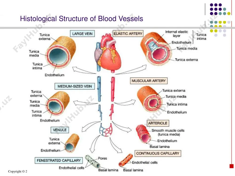 ra orbitalis inferior  a. vertebralis ўз йўналишида қуйидаги тармоқларни чиқаради: а) a. spinalis anterior - орқа миянинг бўйин сегментларини қон билан таъминлайди. ҳар икки тарафдаги бу тармоқлар ўзаро қўшилади; б) a. spinalis posterior - орқа миянинг бўйин сегментларини қо билан таъминлайди; в) a. cerebelli inferior posterior - миячанинг орқа юзасини қон билан таъминлайди. a. vertebralis калла бўшлиғининг ичида, воролий кўпригинин олдинги юзасида ўзаро қўшилиб - асосий артерия - a. basilaris н ҳосил этади. ўз навбатида a. basilaris икки бош мия нинг орқадаг артерияларига - a. cerebri posteriores ларга бўлинади. бу артериялар ички уйқу артериясининг орқа қўшувчи артерияси a. communicantes posterior билан бирикади.  sinus cavernosus  fissura petrotympanica foramen spinosum   pars cervicalis pars petrosa pars cavernosa                     thank you for attention!!! 12.04.2021yil  image4.png image5.png image6.png image7.png media1.mp4 …