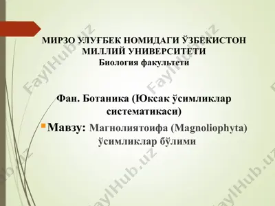 магнолиятоифа (magnoliophyta) ўсимликлар бўлими — PPTX