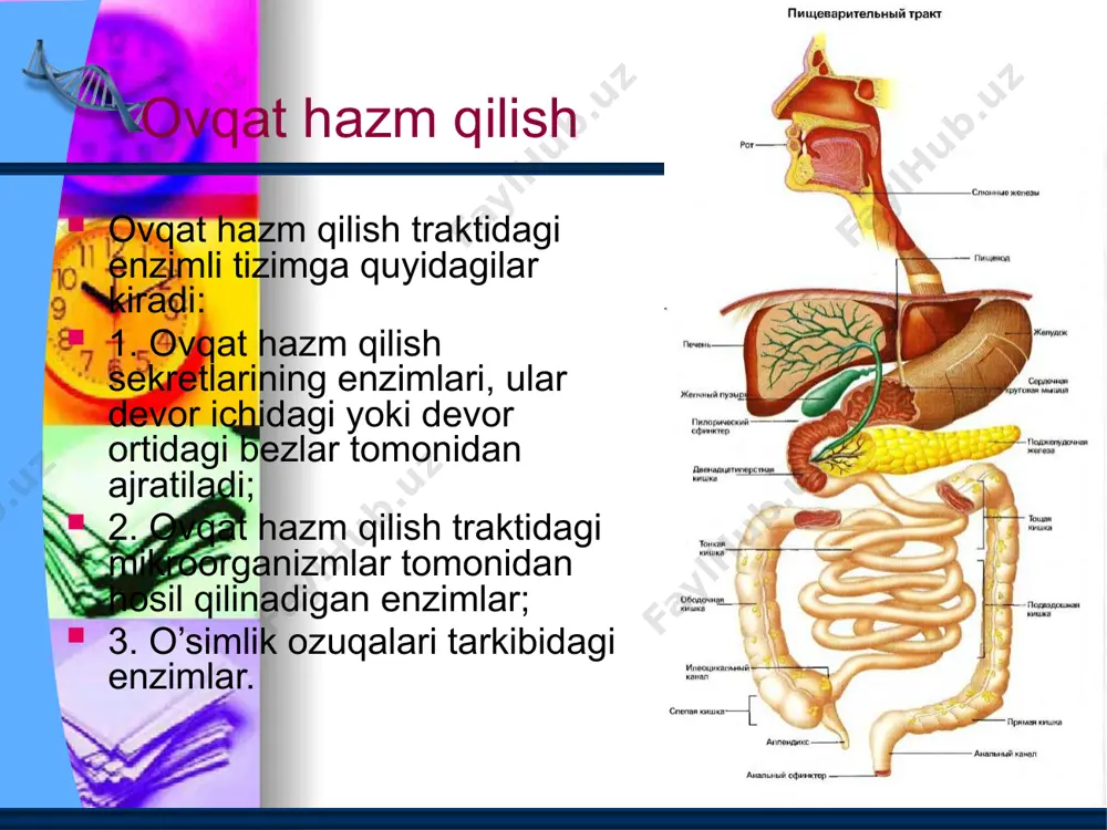 a bezlarning yo’llari og’iz bo’shlig’iga ochiladi. halqum halqum (pharynx) bosh va bo’yin sohasida joylashgan toq a’zo bo’lib, hazm va nafas tizimiga kiradi. u voronkasimon shaklda bo’lib uzunligi 12-14 sm. halqum yuqorida kalla asosiga (ensa suyagi halqum bo’rtig’i, ponasimon suyak qanotsimon o’simtasining medial plastinkasi) birikadi. pastda u vi-vii bo’yin umurtqalari sohasida qizilo’ngachga o’tib ketadi. kalla asosiga birikkan yuqori devorini halqum gumbazi (fornix pharyngis) deyiladi. halqumning orqa yuzasi bo’yin umurtqalari oldida joylashgan mushaklar va bo’yin fastsiyasiga tegib turadi. halqumning orqa devori bilan bo’yin fastsiyasi o’rtasida bo’sh biriktiruvchi to’qima bilan to’lgan halqum orqa sohasi (spatium retropharyngeale) joylashgan. halqumning ikki yon tomonida bo’yinning tomirli-nervli dastasi (uyqu arteriyasi, ichki bo’yinturuq vena va adashgan nerv) yotadi. halqumning old tomonida burun bo’shlig’i, og’iz bo’shlig’i va hiqildoq joylashgan bo’lib, nafas yo’li hazm yo’li bilan kesishadi. bu a’zolarga nisbatan halqumda uch: burun, og’iz va hiqildoq qismi tafovut qilinadi. qizil o’ngach. qizil o’ngach – esophagus halqumning davomi bo’lib, me’dagacha davom …