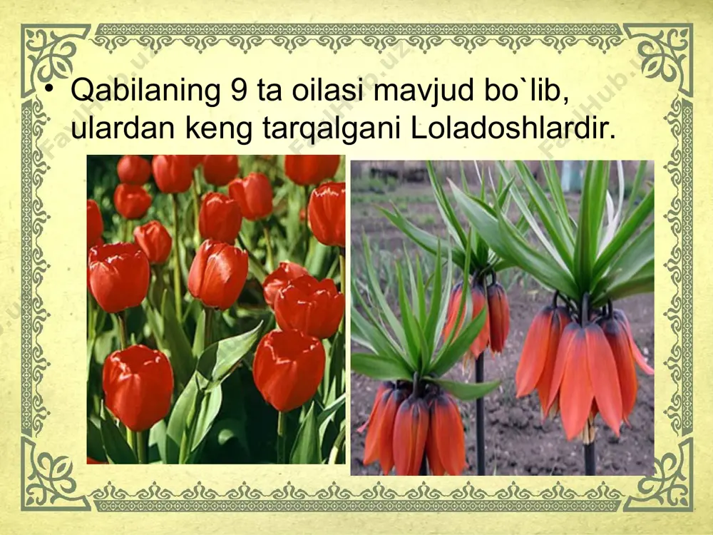 lolanamolar qabilasi taqdimoti - Page 3