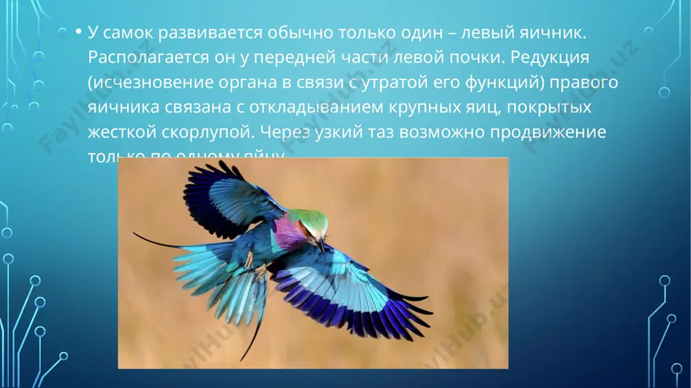 размножение и развитие птиц - Page 5