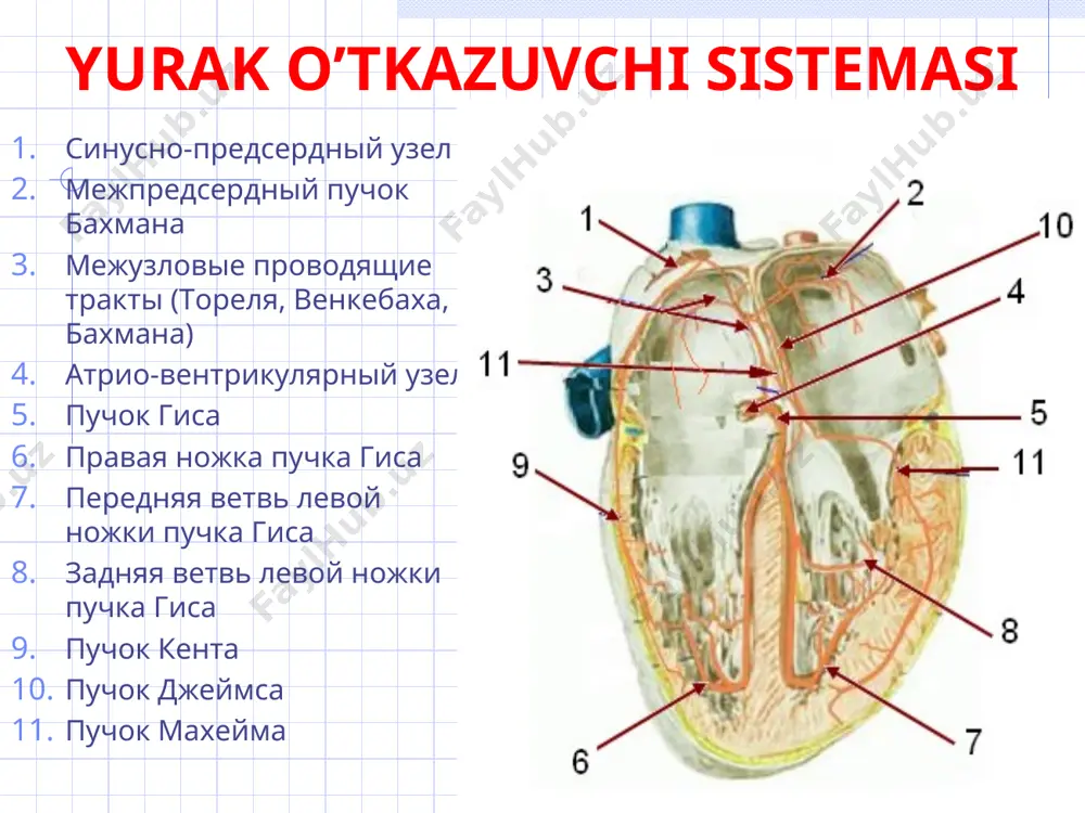intervallari orasidagi farq r-r >0,15 с yurakni vaqtidan oldin qisqarishi turlari, ekg-o’zgarishlari: bo’lmacha (р deformatsiyasi) аtrioventrikulyar (р qrs dan keyin) qorinchalar (р yo’q, qrs deformatsiyasi, aniq kompensator pauza) ekstrasistoliya bo’lmacha ekstrasistoliyasi аtrioventrikulyar ekstrasistoliya ekg: р qrs dan keyin qorinchalar ekstrasistoliyasi ekg: р yo’q, qrs deformatsiyasi, aniq kompensator pauza yuqs oshishi huruji (140-250/min), birdaniga to'satdan boshlanishi va tugashi bilan xarakterlanadi; to’g’ri regulyar ritm saqlanadi мехanizmi: bir nechta ektopik uchog’larning faollashuvi turlari, ekg-o’zgarishlari: bo’lmacha (р deformatsiyasi) аtrioventrikulyar (р qrs dan keyin) qorinchalar (qrs deformatsiyasi va kengayishi) paroksizmal taxikardiya qorinchalar paroksizmal taxikardiyasi o'tkazuvchanlik buzilishi - blokadalar sinoaurikulyar bo’lmacha ichi atrioventrikulyar qorincha ichi sinoaurikulyar blokada sa-tugundan bo’lmachalarga impulslarni o’tishi buziladi ekg: pqrst yo’qolishi, коmpensator pauza = 2(r-r) bo’lmachalar blokadasi bo’lmachalar o’tkazuvchi sistemasi orqali impulslar o’tkazilishi buziladi ekg: р>0,11 с, р - ikkilangan atrioventrikulyar blokada 1 darajali 2 darajali: 1 tip - моbits 1, 2 tip - моbits 2, 3 tipli 3 darajali (to’liq) 1 …