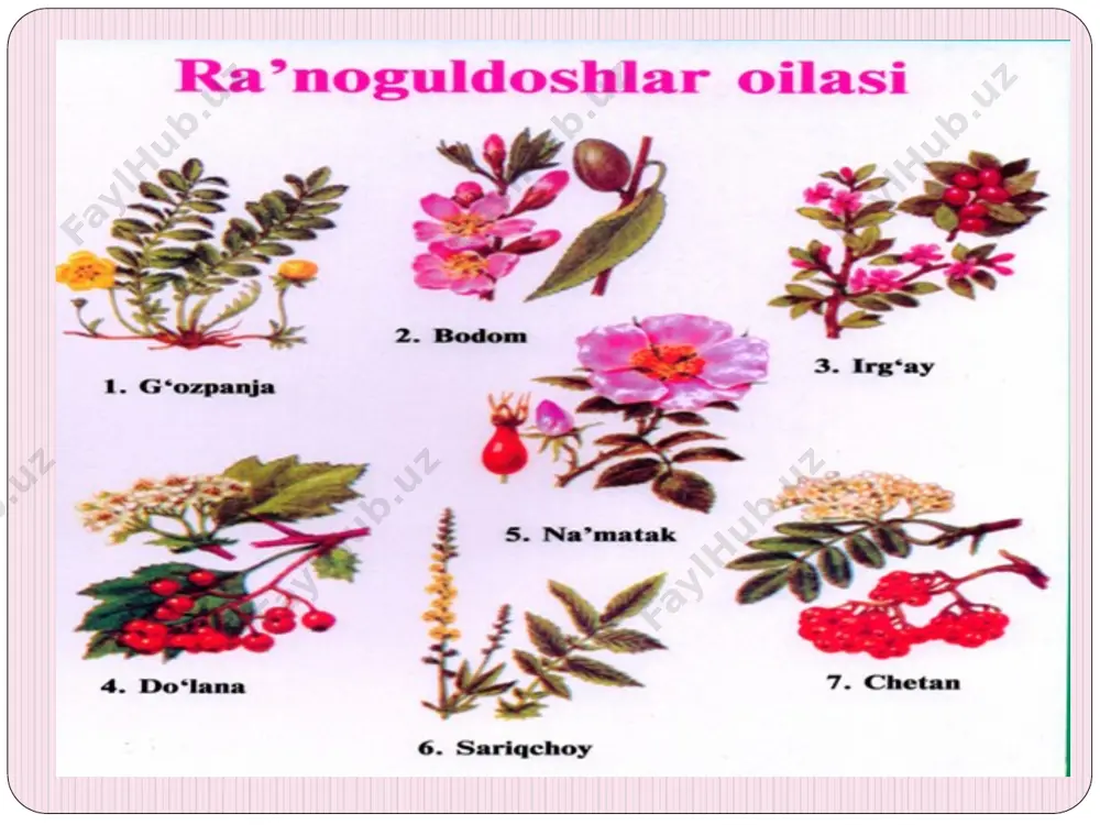 ra’nodoshlar oilasi haqida - Page 4
