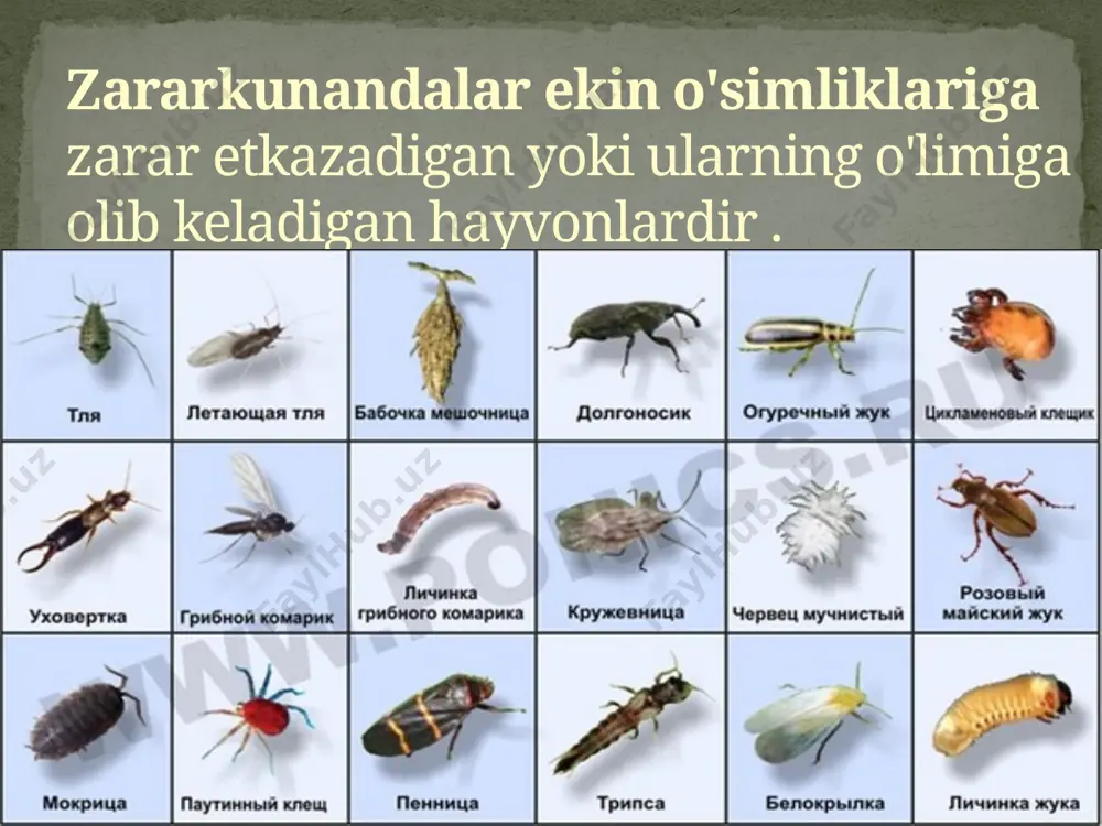 iga oladi. ipak qurtlari, mevali daraxtlarning novdalariga qoplovchi belbog'lar yotqizish va boshqalar . repellentlardan (shovqin, porloq va boshqalar) kimyoviy usul zararkunandalarga qarshi kurash uchun zaharli kimyoviy moddalardan foydalanishdan iborat - akaritsidlar, insektitsidlar, zootsidlar, nematotsidlar , fumigantlar va boshqalar. biofizikaviy va biokimyoviy usullar hasharotlar va shomillarni jinsiy sterilizatsiya qilish uchun gamma nurlanishi va kimyoviy moddalarni jalb qilish bilan birgalikda foydalanishni o'z ichiga oladi. kimyoviy moddalar (attraktorlar) va zararli hasharotlarning fiziologik funktsiyalarini buzadigan vositalar (antimetabolitlar va boshqalar). pestitsidlarni havo orqali purkash zararkunandalarga qarshi kurashda o'simliklardan foydalanish. zararkunandalar va kasalliklarga qarshi kurashda zararli hasharotlar va oqadilar o'ldiradigan bir qator o'simlik turlaridan foydalanish mumkin. bu zaharli o'simliklar odamlar va foydali hasharotlar uchun zararsizdir. ushbu o'simliklarning ko'pchiligi keng tarqalgan bo'lib, sizning bog'ingizda va uning atrofida begona o'tlar va yovvoyi o'simliklar sifatida o'sishi mumkin. o'simliklar zararkunandalarga qarshi kurashda infuziyalar, damlamalar va kukunlar shaklida qo'llaniladi. zararkunandalarga qarshi kurashuvchi ekinlar zararkunandalar zararkunandalardan ta'sirlangan ekinlar turli o'simlarning hasarotlarga o'lim …