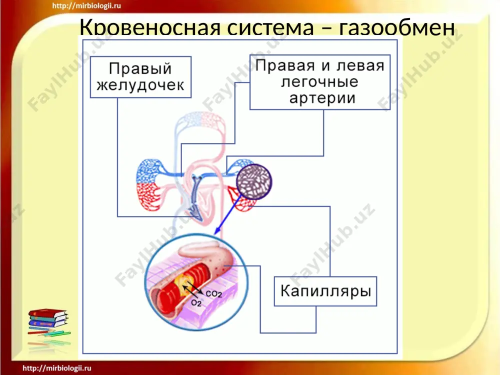 krovenosnaya sistema - Page 3