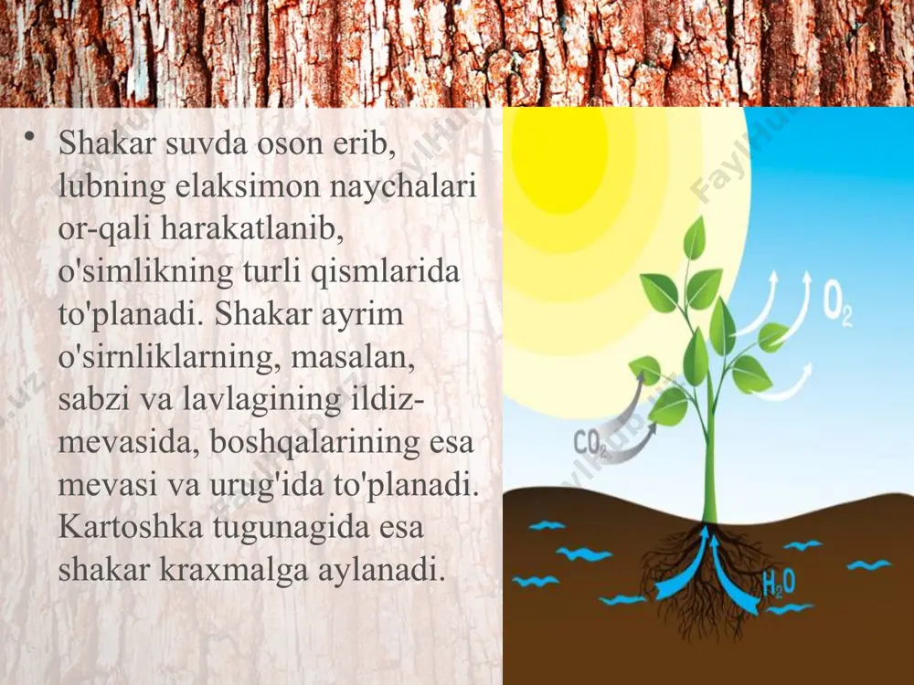 poyada oziq moddalarning harakatlanishi. 6 - sinf - Page 4