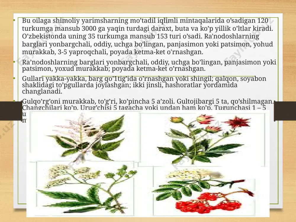 larida ko`karib gullaydi. gullashi aprelgacha davom etadi gultoji oq pushti rangli . iyun –iyul oylarida mevasi pishadi. shakli tuxumsimon ,usti qalin tuklar bilan qoplangan. bodom danagining mag`zida moy ko`p. bodomning mag`zida oz miqdorda zaharli modda-amigdalin bo`lib tibbiyotda ishlatiladi. olmalar olma turkumiga mansub daraxtlar bo’lib, o’zbekistonda ularning 5 ta turi bor. shulardan 2 tasi yovvoyi, 3 tasi esa madaniy turlardir. olma. olma mevasi tarkibida 15% gacha qand ( glyukoza, fruktoza, saxaroza), organik kislotalar (olma, limon kislotasi), pektin, mikroelementlardan temir, kaliy, matganets, mis, kobalt, vitaminlardan c, b1, b2, pp, provitamin a kabi moddalar bor. nok guli va mevalari bilan olmaga o’xshaydi. lekin mevasining etida tosh hujayralari borligi bilan olmadan farq qiladi. o’zbekistonda nok turkumiga oid 7 ta tur bor. ''nok'' mevasi haqida nokning shifobaxshlik xususiyatlari ko'p. pishganini eyilsa miyani namlik bilan ta'minlaydi, tumov va shamollashlarni bartaraf qiladi, miyaga turli zararli bug'larning ko'tarilishiga yo'l qo'ymaydi maymunjon (malina) mevasi – fructus rubi idaei (baccae …