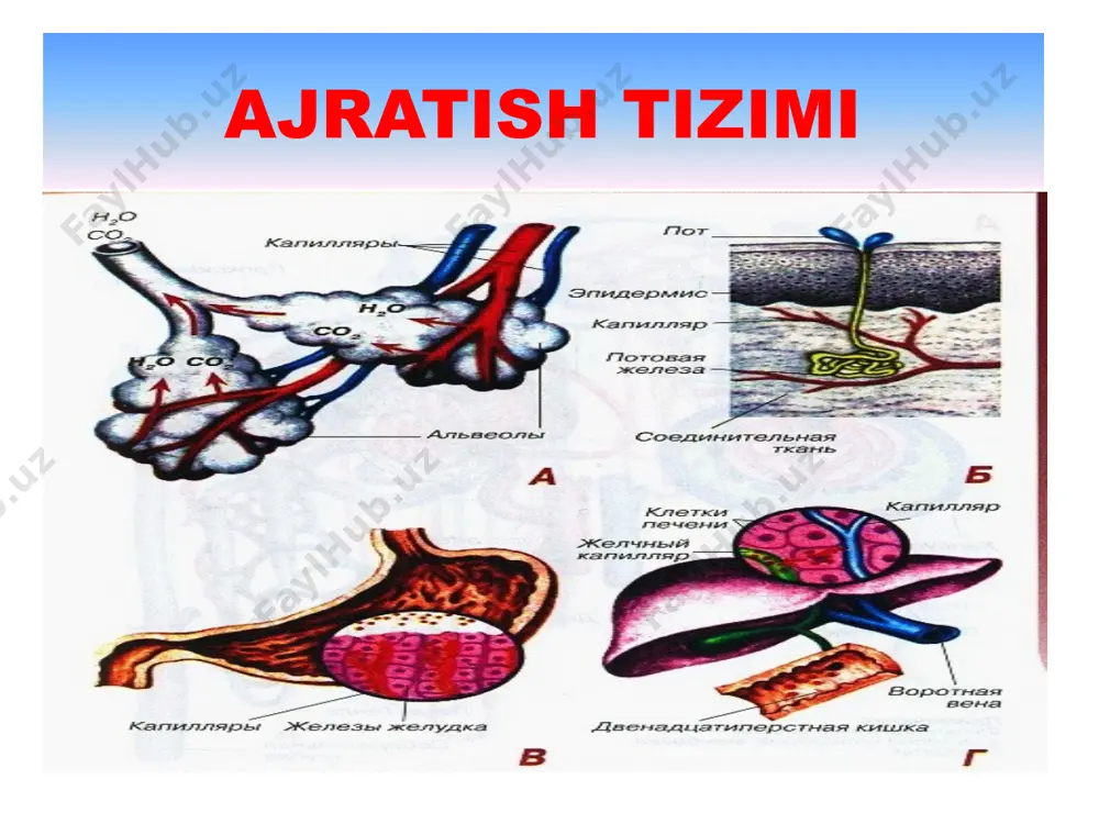 staglandin а2 –natriy urez chiqarib xujayrani adgga sezuvchanligini pasaytiradi. eritrogenin-eritropoetogenni aktivlab eritropoetin xosil qiladi. брадикинин- вазоделятатор adsedo-omonogenez amonogenez со2+н2о karboangidraza н2со3 = н+нсо3 glyutaminan glyutaminaza fermenti ta’sirida amiak ajraladi va siydikka chiqariladi. qonning рн рн 7,34 рн7,42 н2со3/naнсо3 н+ nh3 nh4+a buyrak faoliyatini idora qilinishi buyrak va siydik puffagini idora qilinishi organizmda suv miqdorining o’zgarishiga nisbatan reaktivlik e’tibotingiz uchun raxmat!!! image1.png image2.jpeg image3.jpeg image4.jpeg image5.jpeg image6.jpeg image7.jpeg image8.jpeg image9.jpeg image10.jpeg image11.jpeg image12.jpeg image13.jpeg image14.jpeg image17.jpeg image18.jpeg image19.jpeg image20.jpeg /docprops/thumbnail.jpeg
