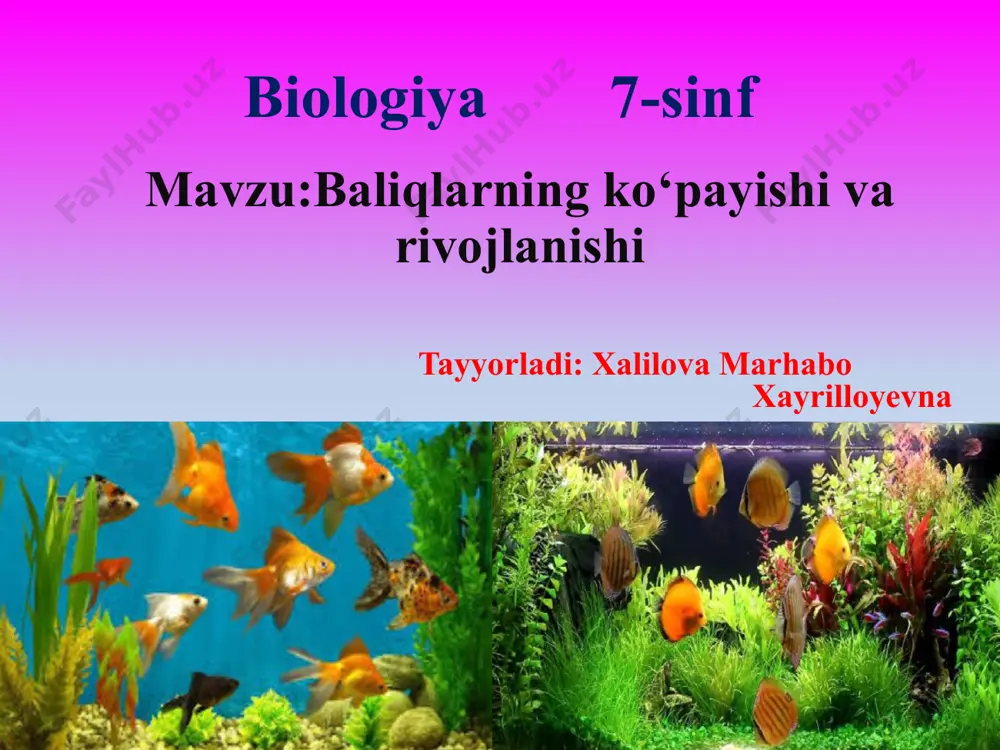 anizmlar, keyinroq mayda umurtqasiz hayvonlar bilan oziqlana boshlaydi. yilning oxiriga kelib, ularning uzunligi 5–10 sm ga yetadi. naslga g‘amxo‘rlik qilishi. zog‘ora baliqning nasliga g‘amxo‘rlik qilishi tuxum qo‘yish uchun joy tanlashdan iborat. tuxum qo‘ygan baliq bu joyni tark etadi. nasli to‘g‘risida g‘amxo‘rlik qilmaydigan baliqlar, odatda, juda ko‘p tuxum qo‘yadi. masalan, okun 300 minggacha, treska bir necha million tuxum qo‘yadi. ular naslining juda oz qismigina voyaga yetadi. chunki tuxumlari va lichinkalarining juda ko‘p qismi boshqa hayvonlarga yem bo‘ladi. tikanbalig‘ining erkagi urchish davrida suv o‘tlarini so‘lak bezlari ishlab chiqaradigan suyuqlik bilan yopishtirib, urg‘ochilari uchun qulay uya yasaydi va tuxumdan chiqqan baliqchalarni mustaqil oziqlana oladigan bo‘lguncha himoya qilishadi naslga g‘amxo‘rlik qilishida tengi yo’q baliqlar dengiz otchasi erkaklari tuxumlarini qornidagi maxsus xaltachasida olib yuradi afrika tilyapiya balig‘ining erkaklari urg‘ochilari tashlagan tuxumlarni og‘iz bo‘shlig‘ida olib yuradi. biror xavf tug‘ilgudek bo‘lsa, hatto yosh baliqchalari ham erkak baliqning og‘ziga kirib yashirinib oladi. yangi mavzuni mustahkamlash rasmda 1,2,3,4 raqamlar …