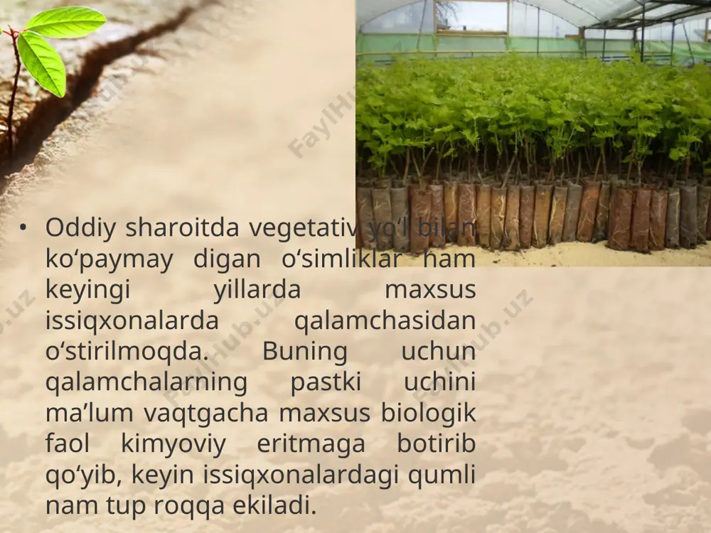 madaniy o’simliklarning vegetativ ko’payishi. 5 - sinf - Page 4