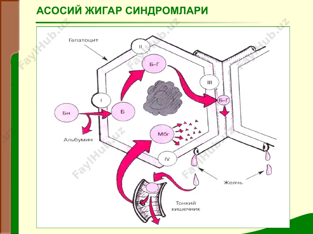 шмовчилигининг асосий умумий звенолари жигар етишмовчилиги шикоятлар: кескин холсизлик иштаха йўқолиши диспептик кўринишлар иситма сариқлик шишлар метеоризм асцит тери геморрагияси, бурундан, тўғри ичакдан қон кетиши гинекомастия, хайз кўришнинг бузилиши жигар етишмовчилиги кўздан кечириш: озиш сариқлик геморрагик тошмалар «томир юлдизчалари» «жигар кафти» асцит пайпаслаш (пальпация) жигар ва талоқнинг катталашиши жигар етишмовчилиги жигар етишмовчилигини терминал даври оксиллар, аммиак, фенол ажратадиган махсулотлар билан захарланиш - бош миянинг токсик шикастланиши, асабий-рухий бузилиш. 4 босқичи фарқланади: кома олди: вахима, сиқилиш, секин фикрлаш, атроф-мухитга нотугри бахо бериш, уйкусизлик, иштаханинг йуколиши, огиздан «жигар» хидининг келиши, сариклик. ривожланаётган кома: психоз кучайиб, депрессияга утади, дезориентация; кул бармоклари, лаблар, ковокларнинг калтираши, огиздан «жигар» хиди келади, сариклик кучаяди. ступор кома эътиборингиз учун раҳмат !