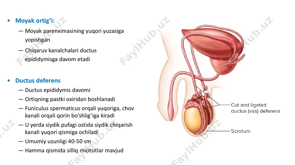 quyidagi ko’rinishlarda bo’ladi • spermatozoidlar – kanal bo’shlig’idagi hujayralar  erta spermatidalar: − meyozdan hosil bo’ladi − yumaloq, yorqin yadroli − epiteliy o’rtasida  o’rta spermatidalar: − oval shaklda − to’q yadro − xivchinsiz  kechki spermatidalar: − mayda − zich yadroli − xivchinli − kanal bo’shlig’iga yaqin • spermatogoniylar ― eng kam yetilgan hujayralar ― mitotik bo’linib 2 xil hujayra hosil qiladi ― stvol hujayralar kam bo’linadi, bm da yotadi ― spermatogenezga kiruvchi spermatogoniylar tez bo’linadi va bm ga yaqin joylashgan • spermatotsitlar ― meyoz holidagi hujayralar ― bm dan biroz uzoqda ― yadroda xromatin yaxshi bilinadi  sertoli hujayralar – follikulyar hujayralar − hujayraning bazal qismi spermatogoniylar orasidagi bazal membranada joylashgan − organellalar hujayraning katta qismini tashkil qiladi − apikal qismida ko’p sonli sitoplazmatik o’simtalar kanal bo’shlig’iga o’sadi − yon yuzasidagi qo’ltiqsimon chuqurchalarda rivojlanayotgan spermatogen hujayralar joylashgan − har bir hujayra to yetilguncha bu aloqani saqlaydi − shu …
