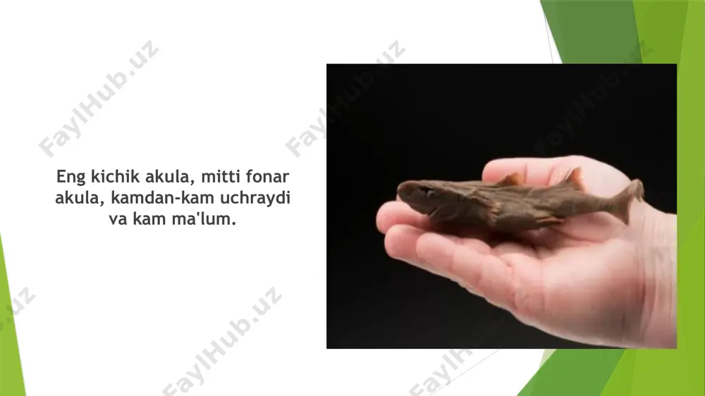 radi. yirtqichlar tirik organizmlar sonining ma'lum bir regulyatori bo'lib ishlaydi, qoida tariqasida, zaifroq va kasal hayvonlar yo'q qilinadi. natijada, o'lja populyatsiyasida infektsiya xavfi kamayadi, ularning turlarining ko'pligi tartibga solinadi, shunda yirtqich turlari vakillarining o'zlari, haddan tashqari ko'payish natijasida, ularga xos bo'lgan oziq-ovqat etishmasligidan aziyat chekmaydilar. akulalar dunyo bo'ylab akulalar ovlash - bu akula populyatsiyalari uchun eng katta xavf. har yili aql bovar qilmaydigan 73 million akulalar, asosan, qanotlari uchun o'ldirilgani sababli, ochiq okean akulalarining uchdan bir qismi yo'qolib ketish xavfi ostida. akulalar "asosiy turlar" hisoblanadi, ya'ni ular eng yuqori yirtqichlar sifatida dengiz ekotizimlarida muvozanatni saqlashda juda muhimdir. ekotizimdan juda ko'p akulalarni olib tashlash oziq-ovqat zanjiri bo'ylab yirtqichlar va o'ljalar o'rtasidagi muvozanatning monumental o'zgarishiga olib kelishi mumkin. ammo akulalarning qadr-qimmati nafaqat ularning tana qismlarida. akulalar nafaqat okeanlar uchun bebaho qiymatga ega, balki ular turizm sohasida ham katta daromad keltiradilar. palauda bitta akula har yili turizmdan 179 000 aqsh dollari yoki bitta …