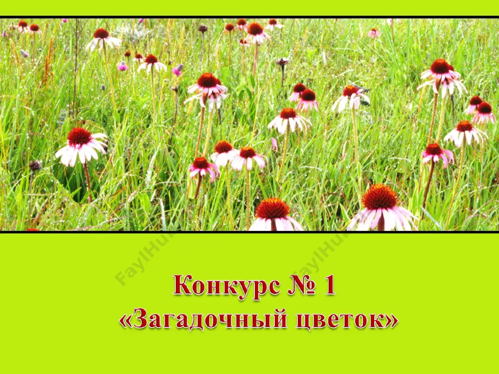 путешествие в мир лекарственных растений - Page 3