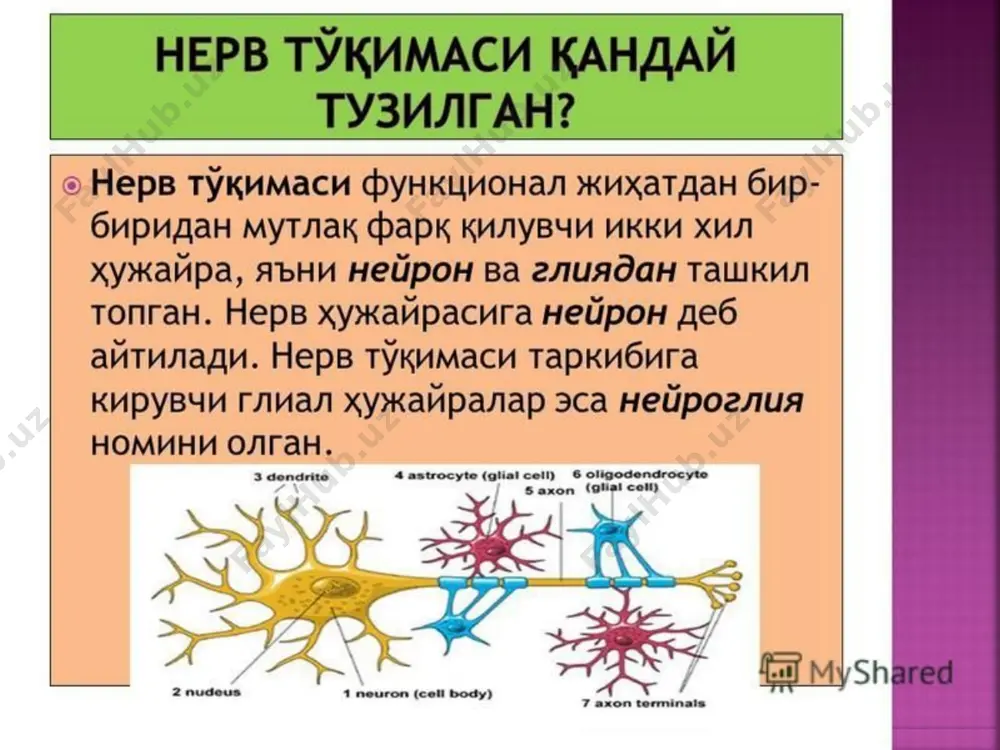 rni kupchiligi ikki xil — simpatik va parasimpatik nerv tolalari bilan ta'minlangan. simpatik nerv tizimining markazlari o r za m iyaning 1 —2 ku kr ak segm en ti d an bosh lanib, 3 — 4 bel segmentlarigacha davom etadi. parasim patik nerv tizim ining markazlari parasim patik nerv tizimining markazlari urta va uzunchoz miya markazlarida hamda orqa miyaning 2 — 3 dumgaza segmentlarida joylashgan. juda kup a'zolarga simpatik va parasimpatik nerv tolalari qarama — qarshi ta'sir ko'rsatadi. masalan, simpatik nerv tolalari yurak muskullari ish ini tezlashtiradi va kuchaytiradi, parasimpatik nerv tolalari esa, aksincha, sekinlashtirib, susaytiradi. simpatik nerv tolalari kuz qorachigini kengaytiradi, parasimpatik nerv tolalari esa toraytiradi. simpatik nerv tizimi ichki a'zolarning faoliyatini ekstremal, ayniksa, stress vaziyatda faollashtiradi, parasimpatik nerv tizimi esa, organizm tinch turganda faol bulib, uning ish qobiliyatini tiklashiga xizmat qiladi. i.m.sechenovning “bosh miya reflekslari” kitobida shunday yozilgan: “… ongli ongsiz hayotning hamma aktlari kelib chiqish mohiyatiga ko’ra …