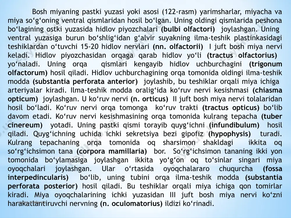 stki chegarasi katta teshik sohasida yoki i juft orqa miya nervi ildizining yuqori chekkasida. yuqori chegarasi old yuzasida ko‘prikning pastki chekkasida bo‘lsa, orqa yuzasida miya hoshiyalariga to‘g‘ri keladi. uzunchoq miyaning yuqori qismlari kengayib piyozcha shaklini olgani uchun uni miya piyozchasi (bulbus cerebri) deb ham ataladi. www.arxiv.uz uzunchoq miya eshituv va muvozanat a’zolari, hamda qon aylanish va nafas a’zolariga bog‘liq bo‘lgan jabra apparatlari bilan aloqada paydo bo‘ladi. shuning uchun unda muvozanat va harakatni muvofiqlashtirish, modda almashinuvini boshqaruvga aloqador bo‘lgan kulrang o‘zaklar joylashgan. uzunchoq miyaning uzunligi o‘rtacha 2,5 sm. unda oldingi, orqa va yon yuzalari tafovut qilinib, ular o‘zaro egatlar yordamida ajralib turadi. bu egatlar orqa miya egatlarining davomi bo‘lib, o‘sha nomlar bilan ataladi. uzunchoq miyaning ventral yuzasidagi oldingi o‘rta yoriqni (fissura mediana anterior) ikki tomonida bo‘rtib chiqqan piramidalar (pyramis medullae oblangatae) joylashgan. piramidalar harakatlantiruvchi nerv tolalaridan iborat bo‘lib, orqa miyaga o‘tish joyida qisman kesishib, piramidalar kesishmasini (decussatio pyramidum) hosil qiladi. kesishgan …