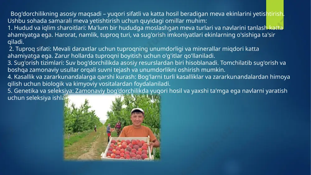 siyasida oʻzining takrorlanmas oʻrniga ega. 20-asr boshlarida hozirgi oʻzbekiston hududida taxminan 50 ming ga bogʻ, jumladan 22 ming ga mevazor, 37 ming ga tokzor boʻlgan bogʻlarning asosiy maydonlari fargona vodiysi (24%), toshkent vohasi (36%) va zarafshon vodiysi (tokzorlarning 50%) ga toʻgʻri kelar edi. bogʻlarda danakli mevalar 70% ni (asosan oʻrik), urugʻli mevalar (olma, nok, behi) 25% maydonni egallagan edi. shahar va qishloqlar atroflarida alohida mevazorlarda aholining bogʻlari va chorbogʻlari (mevazor, tokzor, poliz va sayilbogʻ)da mevalar, tok, turli gullarning mahalliy navlari ekib kelingan. yetishtirilgan mevalar yangiligida isteʼmol etilgan, lekin qoqi va mayiz solish asosiy oʻrinda turgan. 20 yillarning 2-yarmidan ixtisoslashtirilgan mevachilik va tokchilik xoʻjaliklari barpo etila boshladi, togʻ va togʻ etaklari zonalarida joylashgan jamoa xoʻjaliklarida ham bu tarmoqqa katta eʼtibor berildi. mevalarning nav tarkibini yaxshilash maqsadlarida olma, nok, uzum va boshqa ning yevropa mamlakatlarida yetishtirilgan navlari keltirib ekildi. 50- yillar oxiri — 60- yillarda 2500—3000 ga bogʻ va tokzorlarga ega boʻlgan …