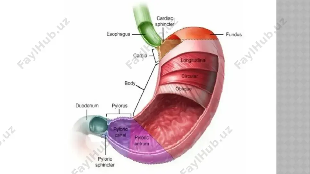 ng pushti rangli bo’lib, bir qavatli silindrsimon epiteliy bilan qoplangan. shilliq pardaning qalinligi 0,5-2,5 mm. mushak plastinkasi (lamina muscularis mucosae), oshqozon burmalari (plicae gastricae), oshqozon kanalini (canalis gastricus), oshqozon maydonchalari (areae gastricae), bu maydonchalarning yuzasida ko‘p sonli (35 mln ga yaqin) oshqozon bezlarining (glandulae gastricae) teshiklari ochiladigan oshqozon chuqurchalari (foveolae gastricae) joylashgan. oshqozon bezlari joylashishiga qarab uch guruhga bo’linadi: 1) oshqozonning kardial qismidagi bezlar (glandulae cardiacae); 2)oshqozonning tanasi va gumbaz qismidagi oshqozonning xususiy bezlari (glandulae gastricae propriae) ikki xil hujayralardan iborat. asosiy hujayralar pepsinogen fermenti ishlab chiqarsa, qo‘shimcha hujayralar xlorid kislota ishlab chiqaradi; 3)oshqozonning chiqish qismidagi bezlar (glandulae pyloricae). tela submucosa - shilliq osti qavat nisbatan qalin va harakatchan bo‘lgani uchun shilliq parda burmalar hosil qiladi. tunica muscularis - mushak qavat, uch qavat silliq mushakdan iborat: stratum longitudinale - tashqi bo‘ylama qavat, qizilo‘ngach bo'ylama mushak qavatining davomi bo‘lib, ko‘proq kichik va katta egriliklar bo‘ylab joylashgan. stratum circulare - o‘rta halqali …