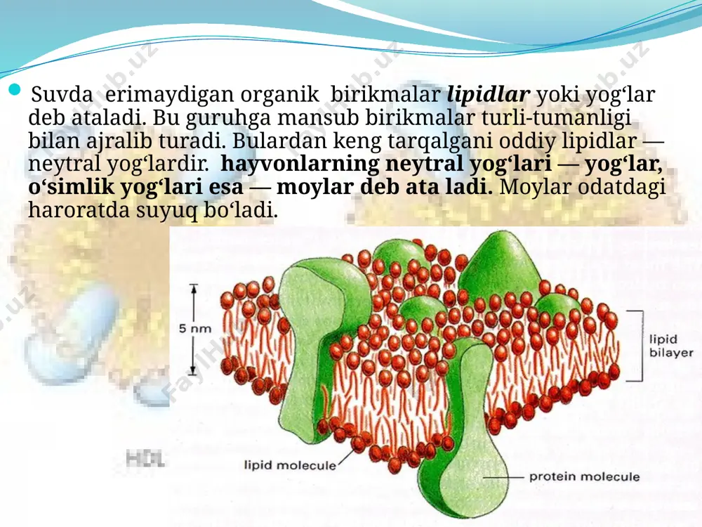 h) va qurilish (membranalarni) vazifasini bajaradi. murakkab lipidlarga glikolipidlar ham taalluqlidir. bular hujayra membranalari tarkibida uchraydi. lipidlarga yana bir guruh moddalar — steroidlar ham kiradi. ular o‘simlik va hayvon organizmlarida keng tarqalgan. organik kislota va ularning tuzlari, steroidlar, jinsiy gormonlar, vitaminlar, xolesterol va boshqalar shular jumlasidandir. bular bir qator muhim fiziologik va bio kimiyoviy jarayonlar bilan bog‘liq bo‘lgan vazifalarni bajaradi. savol va topshiriqlar qanday birikmalar lipidlar deb ataladi? yog‘lar hujayrada qanday vazifani bajaradi? tuya o‘rkachida to‘plangan yog‘ nimaning manbai hisoblanadi? image3.jpeg image4.jpeg image5.jpeg image6.jpeg image2.jpeg image7.jpeg image8.jpeg image9.jpeg image10.jpeg image11.jpeg image12.jpeg