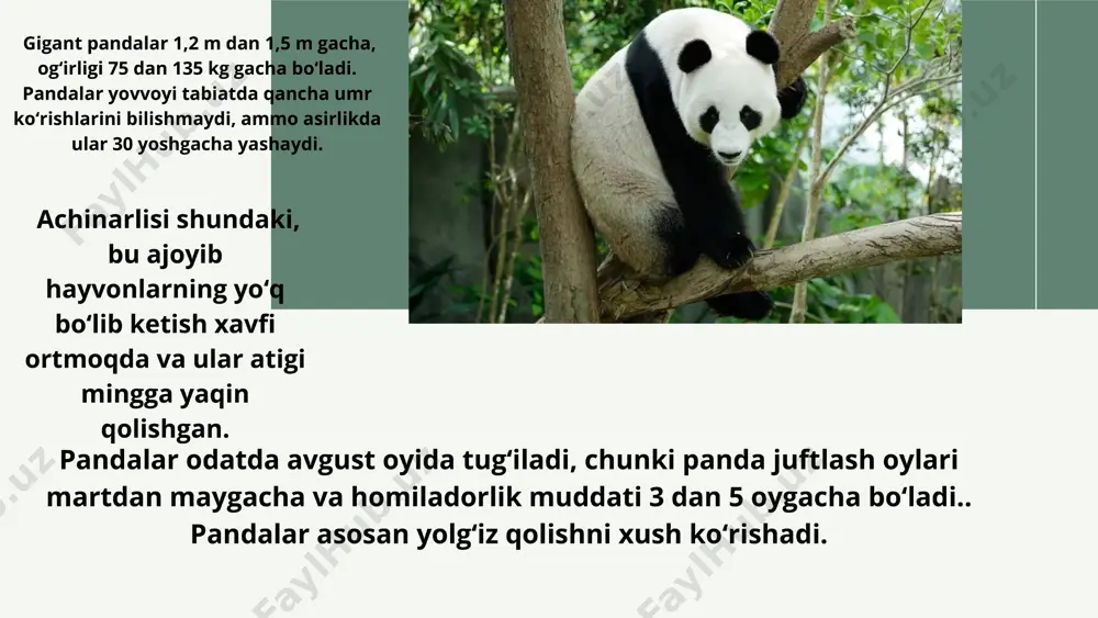 pandalar - Page 2