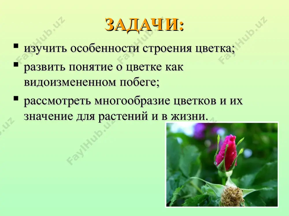 нок. строение цветка цветоножка цветоложе чашелистики пестик тычинки лепестки схема строения цветка: 1 — цветоножка; 2 — цветоложе; 3 — околоцветник; 4 — чашелистики; 5 — лепестки; 6 — тычинки (а — пыльник, б — тычиночная нить); 7 — пестик (в — рыльце, г — столбик, д — завязь.). обоеполые цветки – цветки, содержащие одновременно пестики и тычинки обоеполые цветки однополые цветки цветки, лишенные либо тычинок, либо пестиков называются однополыми тычиночные цветки пестичные цветки однополые цветки, содержащие только тычинки называются тычиночными. ива однополые цветки, содержащие только пестики называются пестичными. ива однодомные, двудомные растения растения, несущие только тычиночные или пестичные цветки называются двудомными. кукуруза – однодомное растение растения с тычиночными и пестичными цветками на одном экземпляре называются однодомными ива – двудомное растение проверочная работа перепишите предложения, вставив пропущенные слова. осевая часть цветка, на которой расположены все остальные его части, носит название …………………………………………. двойной околоцветник состоит из ………………………………….. и ……………………………………… чашечка цветка …